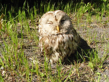 f:id:daisetsuzan:20100715202529j:image f:id:daisetsuzan:20100715202529j:image
