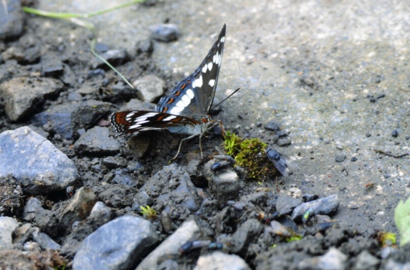蝶標本 オオイチモンジ♀ 北海道南限地産・層雲峡産 良品 ⭐️ひで