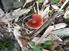 f:id:daisetsuzan:20100826201331j:image