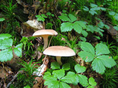 f:id:daisetsuzan:20100826201333j:image
