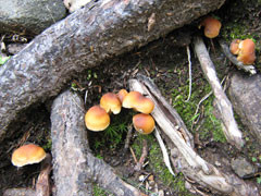 f:id:daisetsuzan:20100826201334j:image