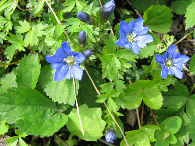 f:id:daisetsuzan:20100826201338j:image:w240