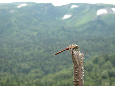 f:id:daisetsuzan:20100826201339j:image:w240