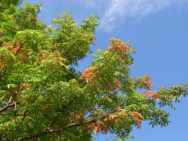 f:id:daisetsuzan:20100827165408j:image