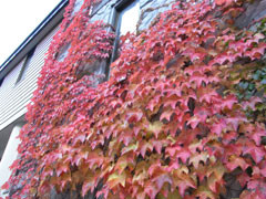 f:id:daisetsuzan:20101012151922j:image f:id:daisetsuzan:20101012151922j:image