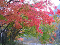 f:id:daisetsuzan:20101012151924j:image f:id:daisetsuzan:20101012151924j:image