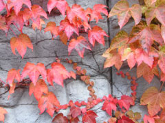 f:id:daisetsuzan:20101012151925j:image f:id:daisetsuzan:20101012151925j:image