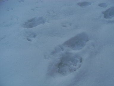 f:id:daisetsuzan:20101116214456j:image:w240 f:id:daisetsuzan:20101116214456j:image:w240