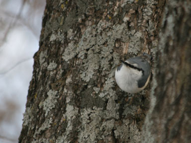 f:id:daisetsuzan:20110204175009j:image:w240 f:id:daisetsuzan:20110204175009j:image:w240