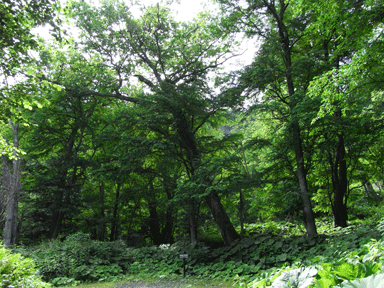 f:id:daisetsuzan:20120711213413g:image:w240