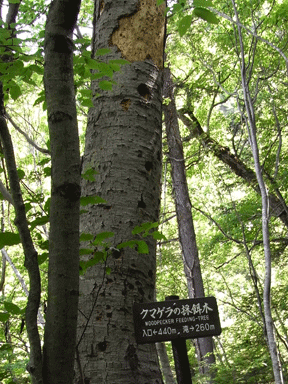 f:id:daisetsuzan:20120711214720g:image:w240