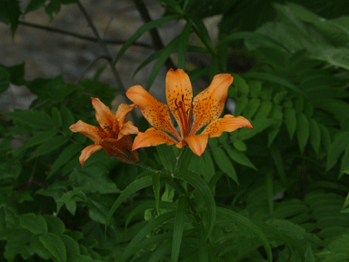 f:id:daisetsuzan:20120711215919g:image:w240