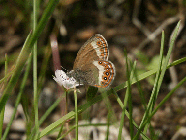 f:id:daisetsuzan:20120711220056g:image:w240