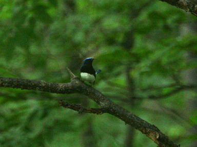 f:id:daisetsuzan:20120711220130g:image:w240