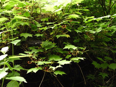 f:id:daisetsuzan:20120711221430g:image