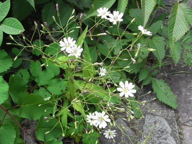 f:id:daisetsuzan:20120724183252j:image:w240 f:id:daisetsuzan:20120724183252j:image:w240