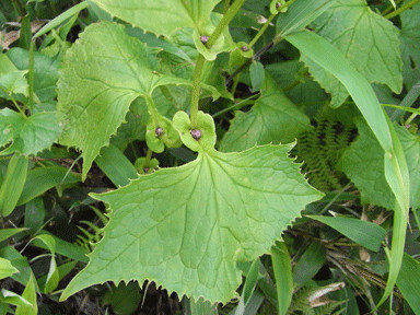 f:id:daisetsuzan:20120724193450j:image:w240 f:id:daisetsuzan:20120724193450j:image:w240