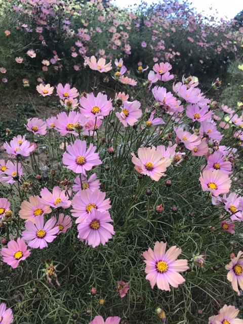 f:id:daisukeshima:20191126154942j:plain