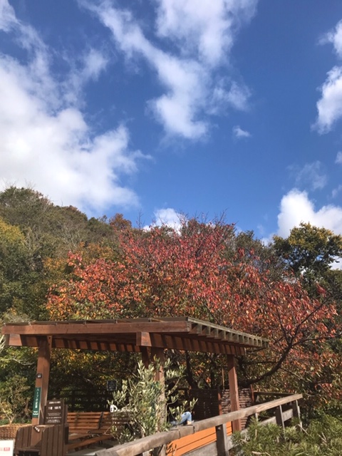 f:id:daisukeshima:20191126155126j:plain