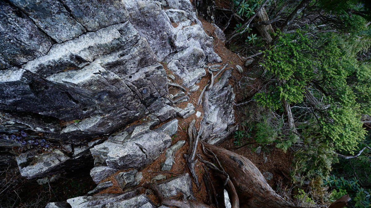 f:id:daitai_Iro:20210406214603j:plain