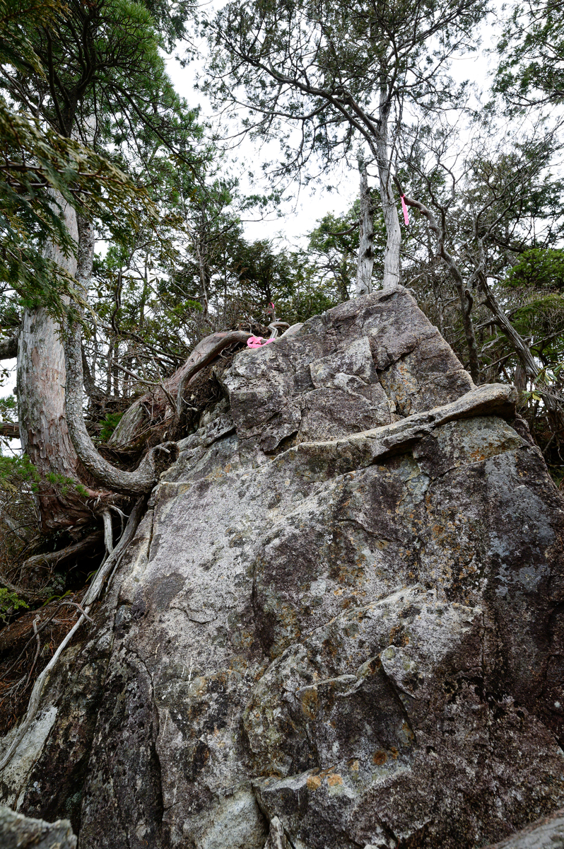 f:id:daitai_Iro:20210406214954j:plain