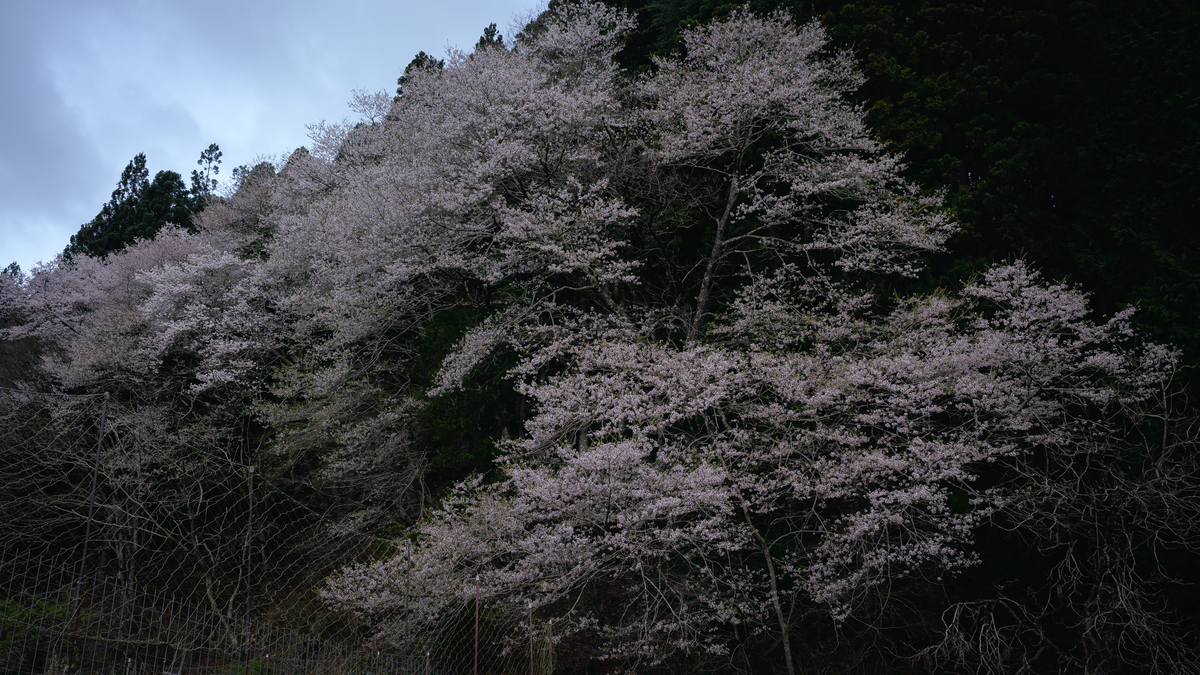 f:id:daitai_Iro:20210413221449j:plain