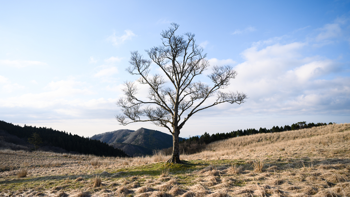 f:id:daitai_Iro:20210413222623j:plain