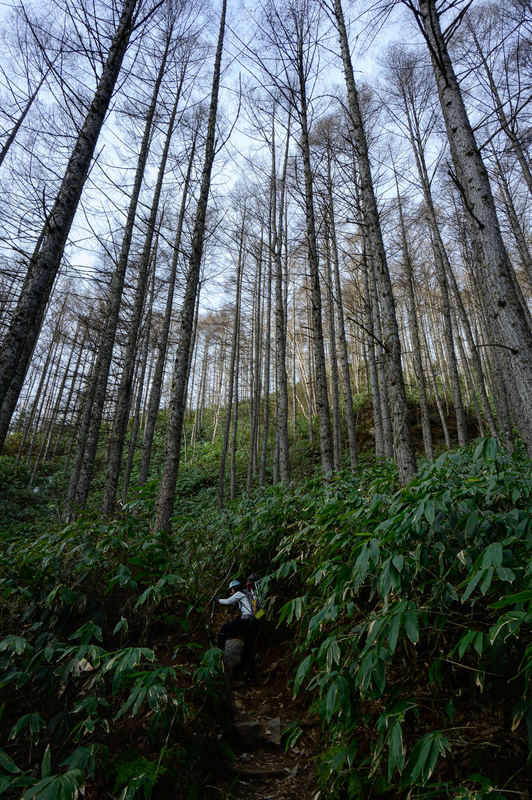 f:id:daitai_Iro:20210430181807j:plain