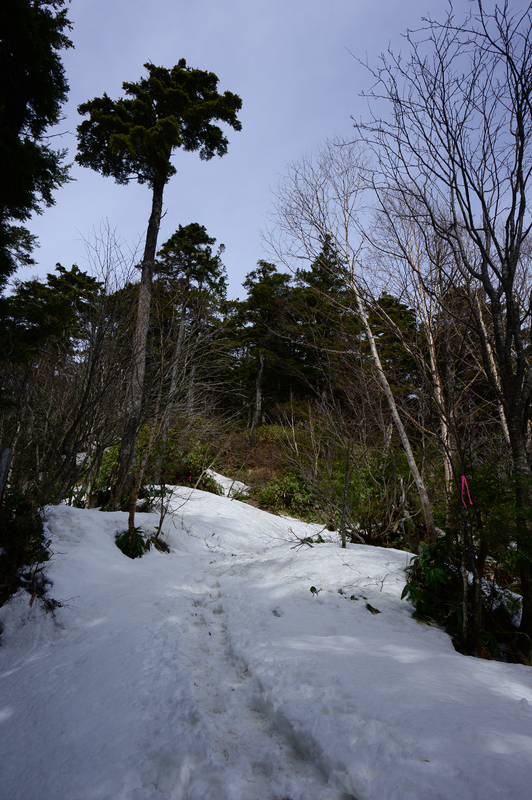 f:id:daitai_Iro:20210430182035j:plain