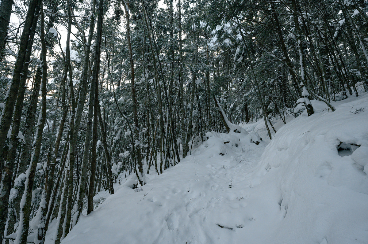 f:id:daitai_Iro:20220131221516j:plain