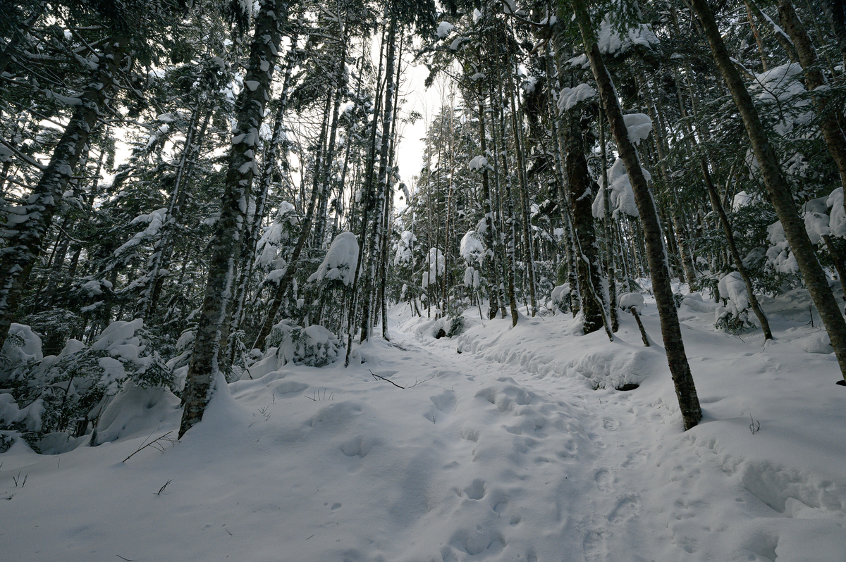 f:id:daitai_Iro:20220131221624j:plain