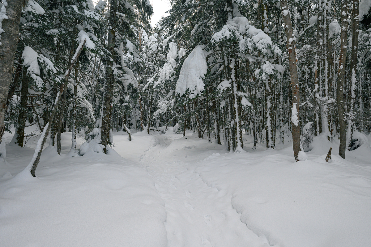 f:id:daitai_Iro:20220201201003j:plain