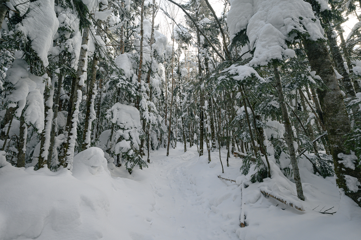 f:id:daitai_Iro:20220201213719j:plain