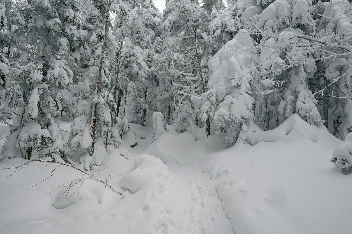 f:id:daitai_Iro:20220201214121j:plain