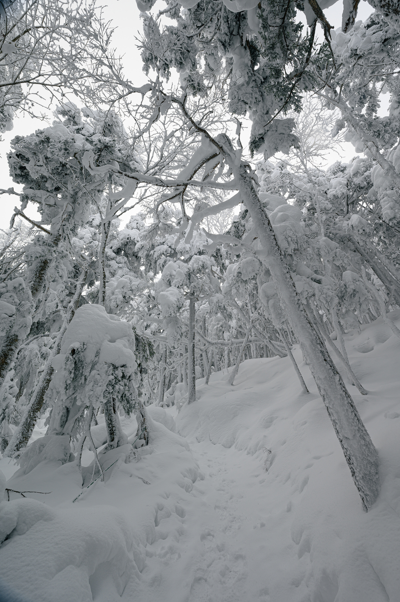 f:id:daitai_Iro:20220201214140j:plain