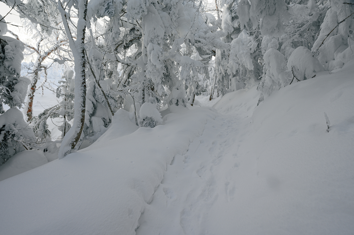 f:id:daitai_Iro:20220201214229j:plain