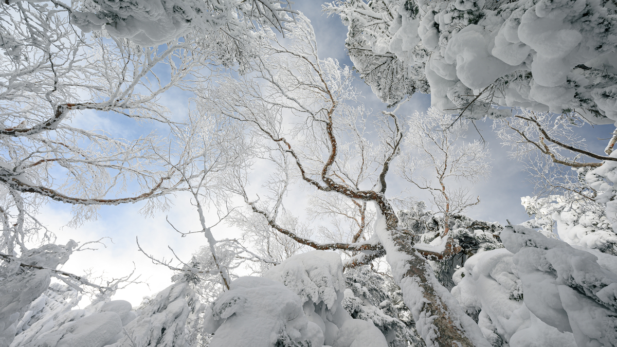 f:id:daitai_Iro:20220201214319j:plain