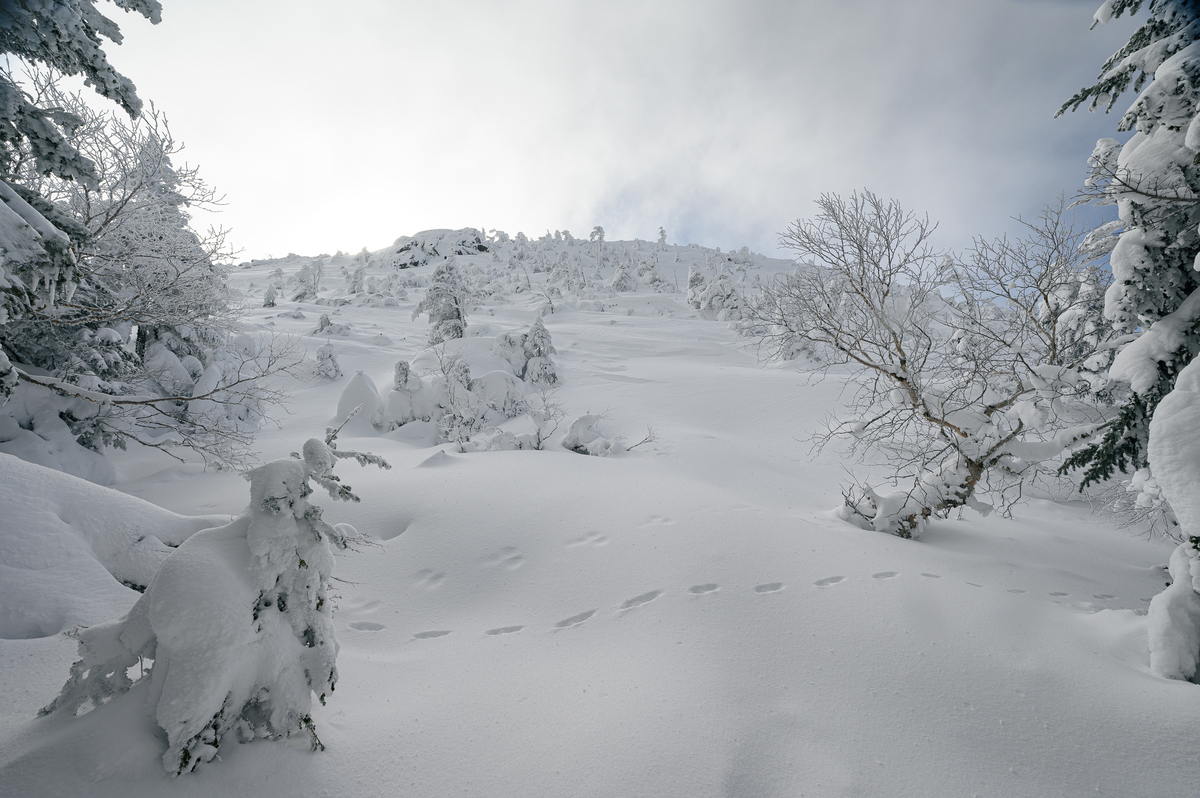 f:id:daitai_Iro:20220201214346j:plain