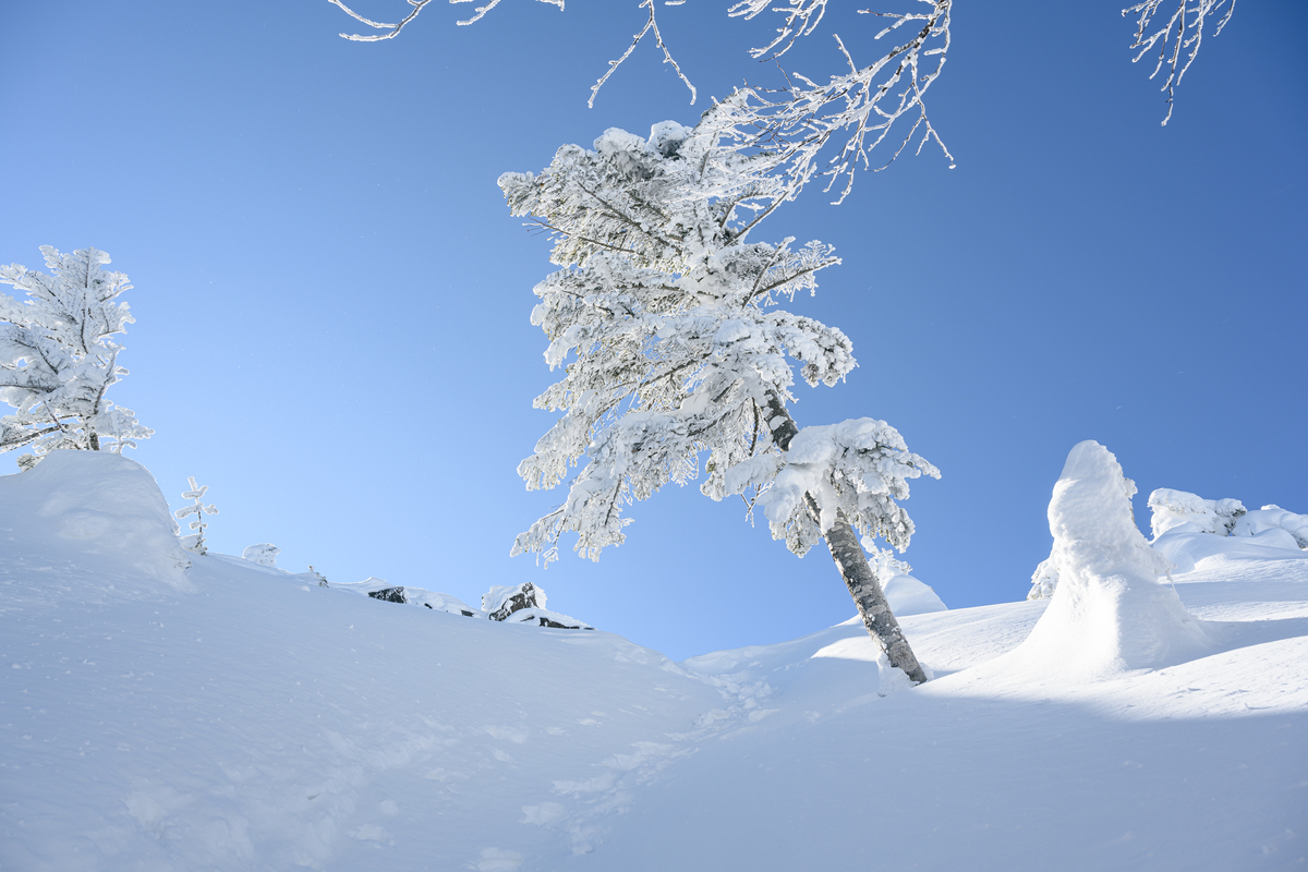 f:id:daitai_Iro:20220201215329j:plain