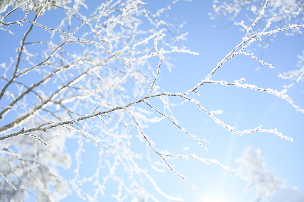 f:id:daitai_Iro:20220202202654j:plain