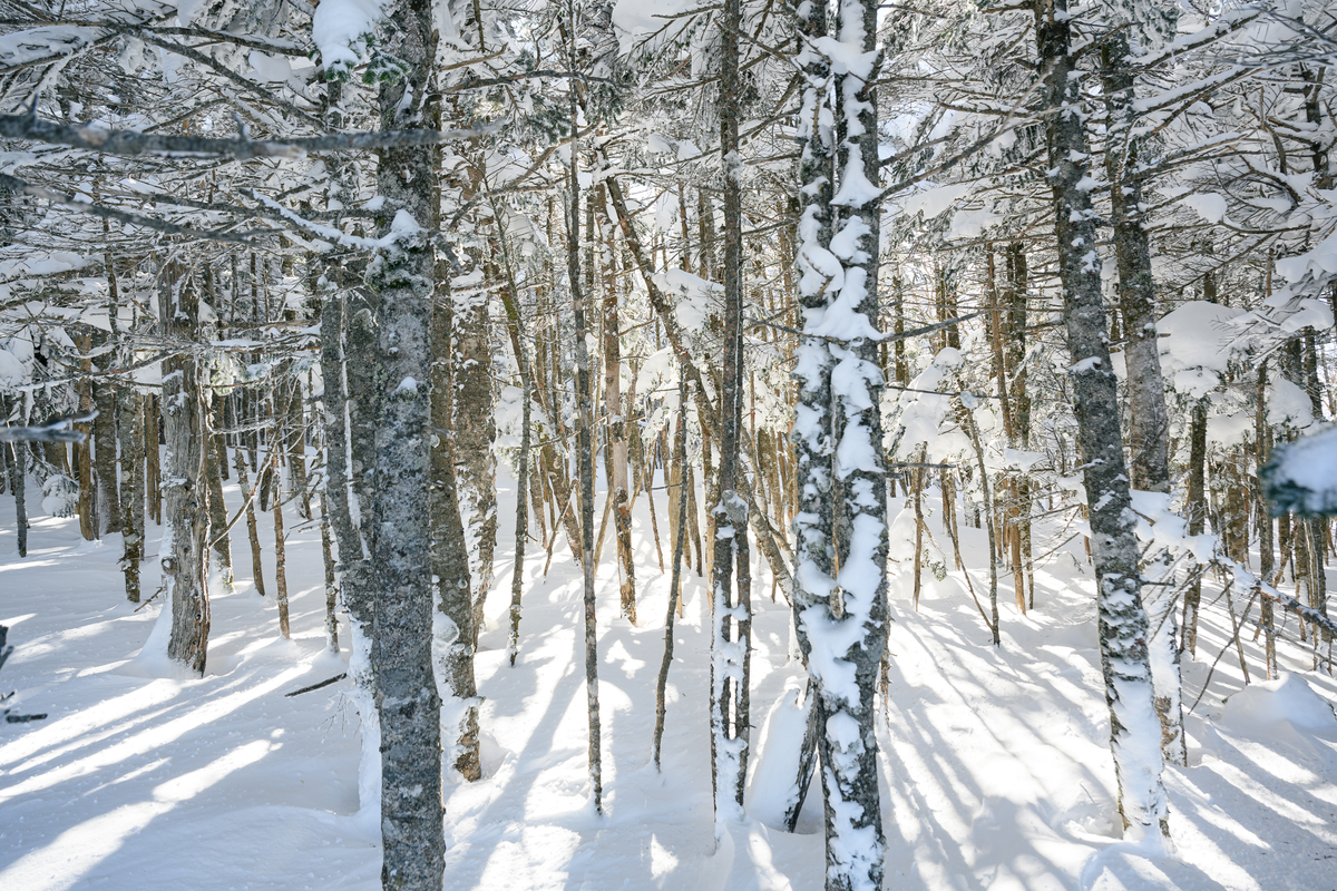 f:id:daitai_Iro:20220203214616j:plain