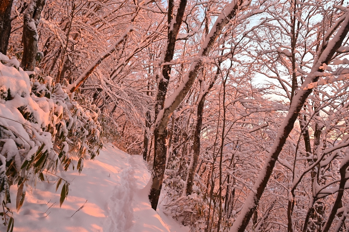 f:id:daitai_Iro:20220215214611j:plain