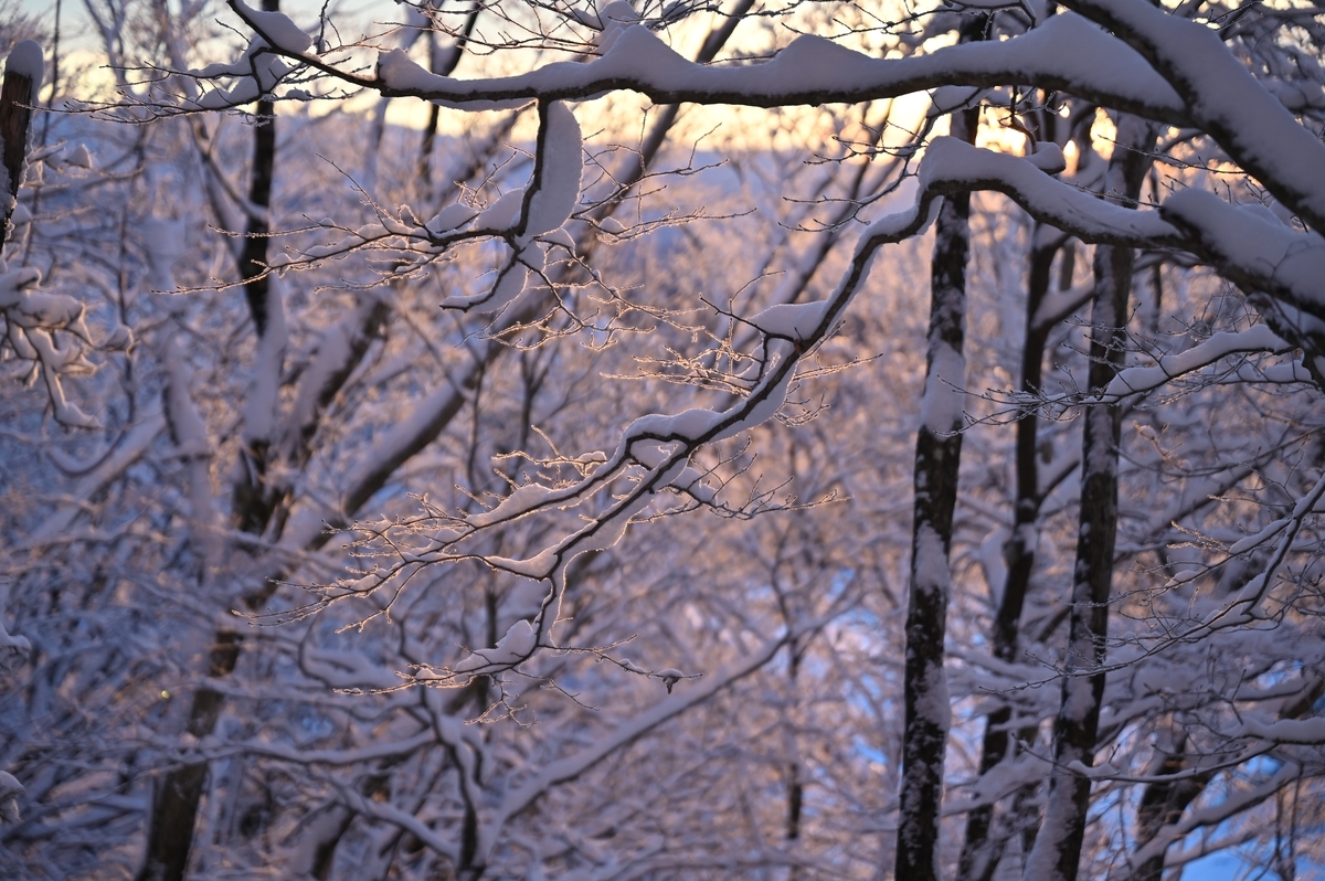 f:id:daitai_Iro:20220215215036j:plain