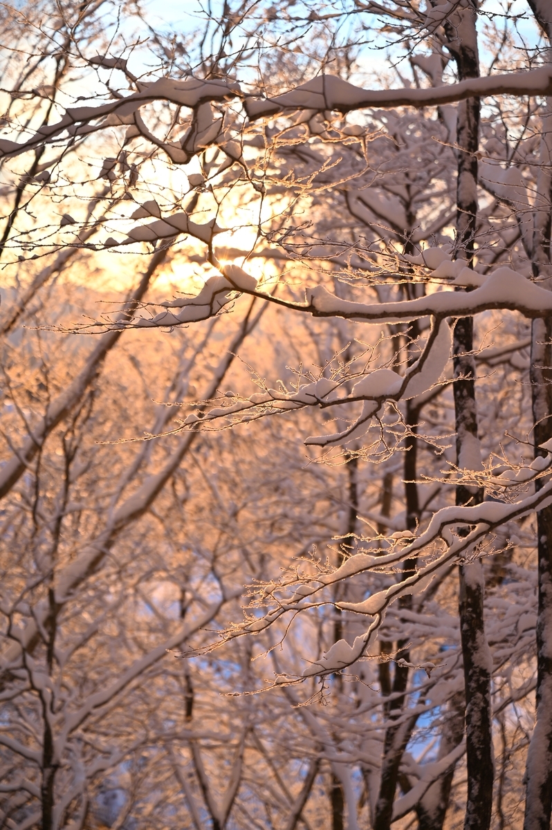 f:id:daitai_Iro:20220215215103j:plain