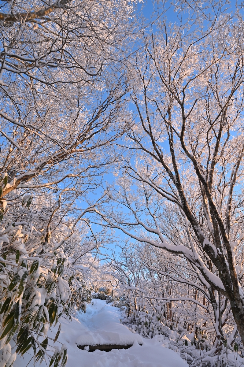 f:id:daitai_Iro:20220215215509j:plain