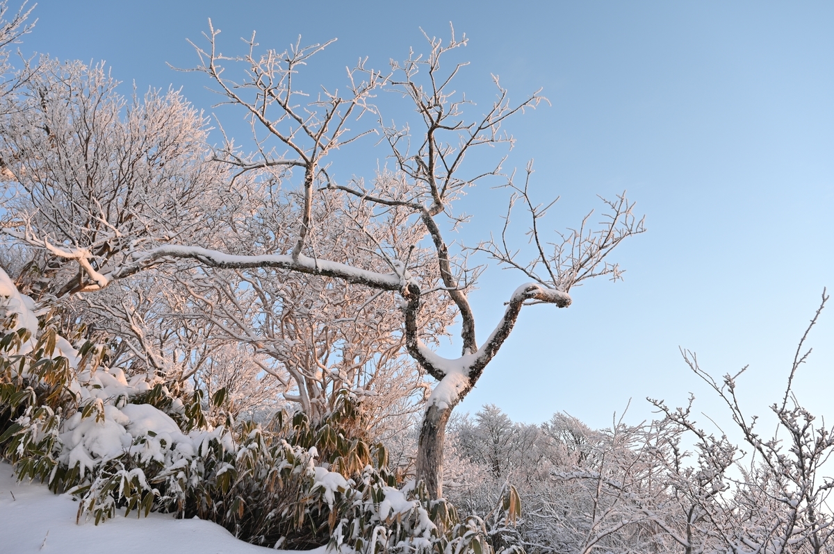 f:id:daitai_Iro:20220215215542j:plain