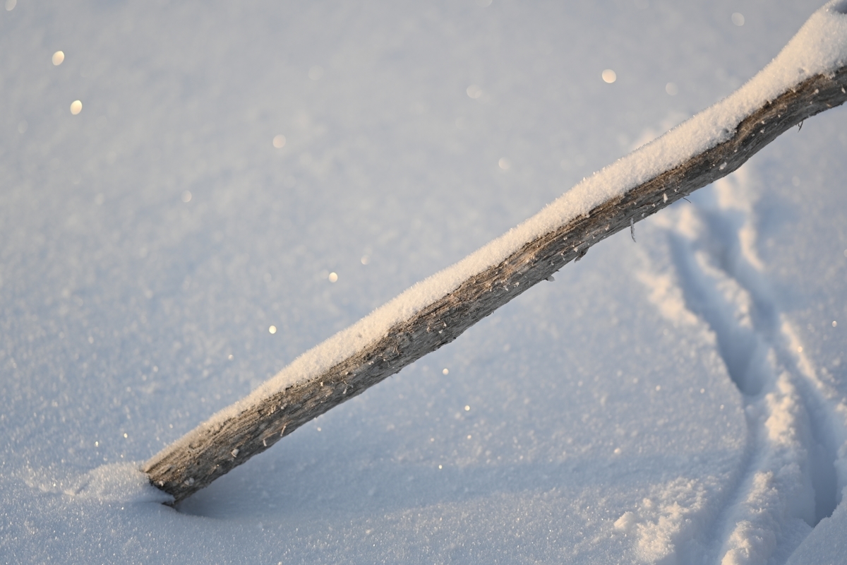 f:id:daitai_Iro:20220215221252j:plain