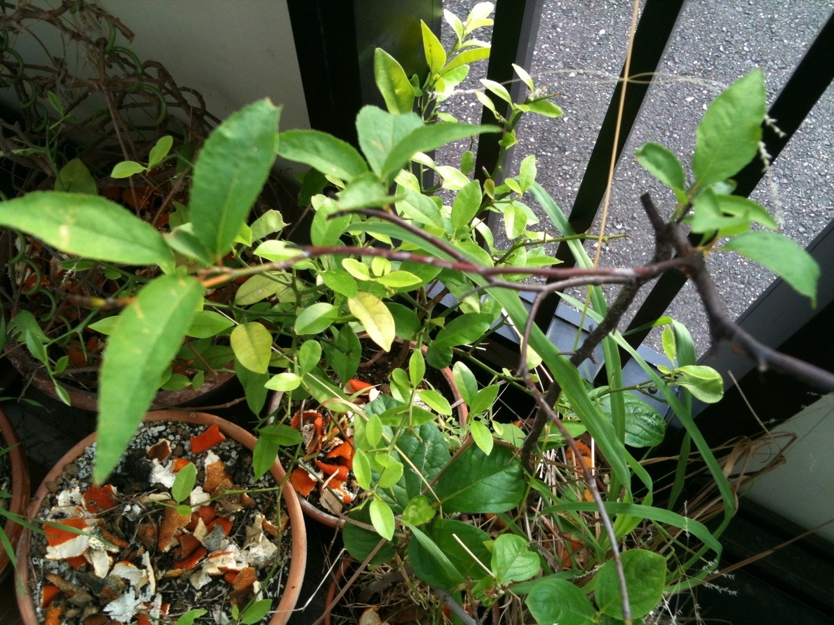 f:id:daitenshiurieru:20190607180416j:plain f:id:daitenshiurieru:20190607180416j:plain