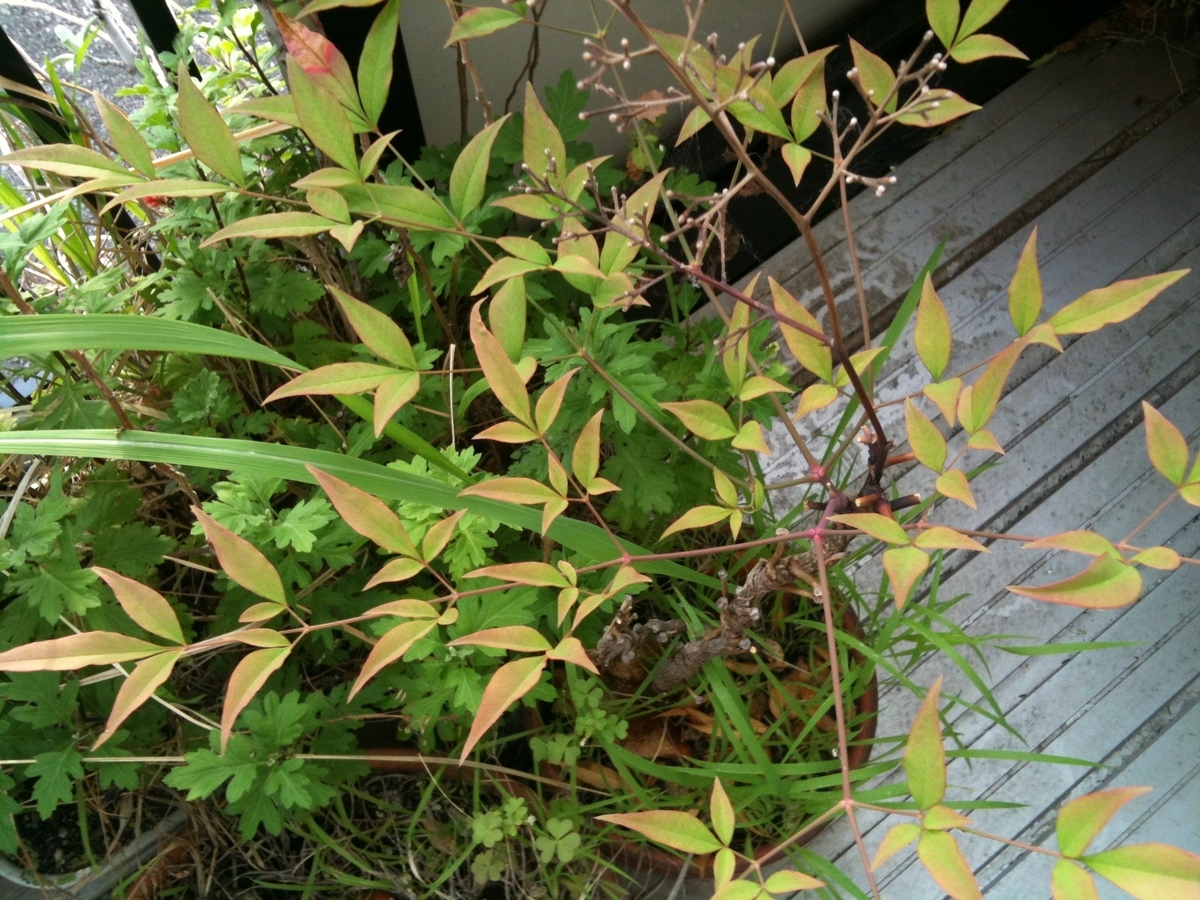 f:id:daitenshiurieru:20190607180714j:plain f:id:daitenshiurieru:20190607180714j:plain
