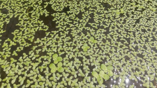 田んぼの浮草 Daivamprema S Blog